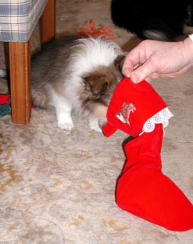 cooper_stocking