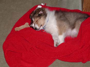 cooper_xmas_exhausted3