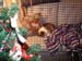 cooper_sleep_xmas