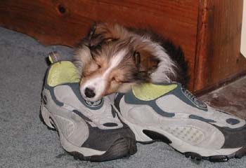 shoe