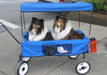 Cooper and Skye in their New Wagon in Lake George Village