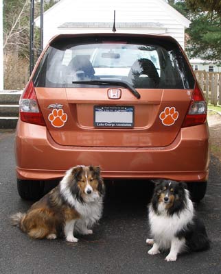 Doggies with new Honda Fit