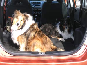 Cooper and Skye in their new Fit