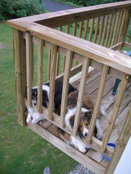 Cooper and Skye on "their porch" at the Lake George camp