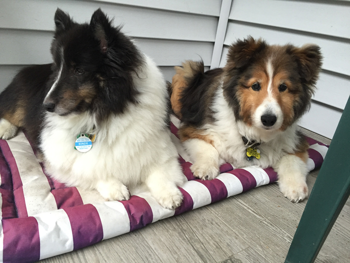 Porch Pups