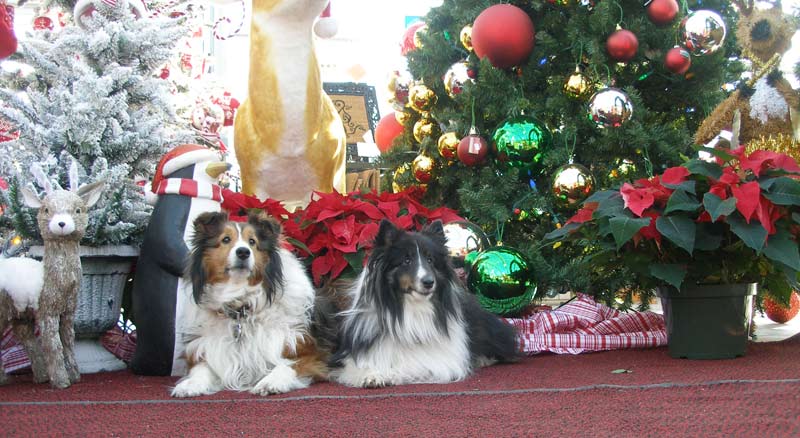 holiday pups