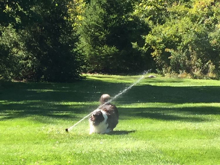 Get My Teeth Around It