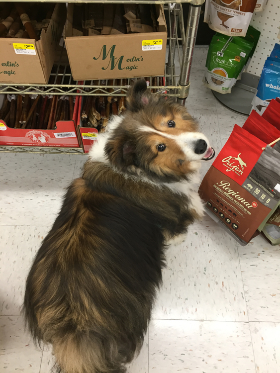 What do You Mean I can Only have One?!