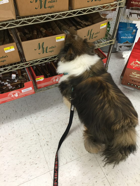 Which One Shall I Get?