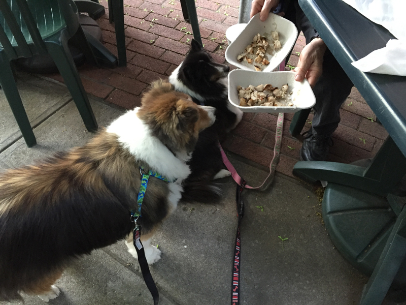 Checking out the Chicken