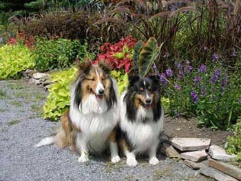 Cooper and Skye in Hoovey Pond Park 2005