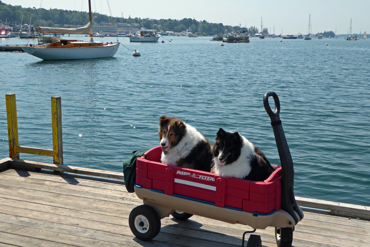 Dock Dogs...Walkway in Boothbay Harbor