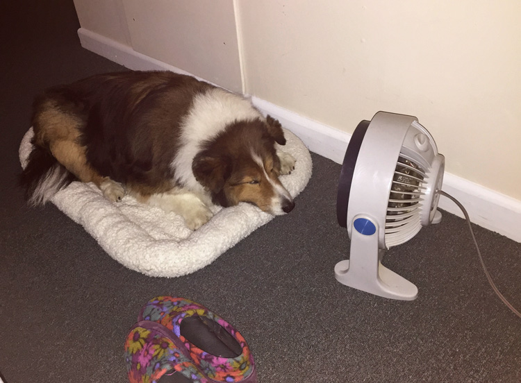 A Fan of Fans