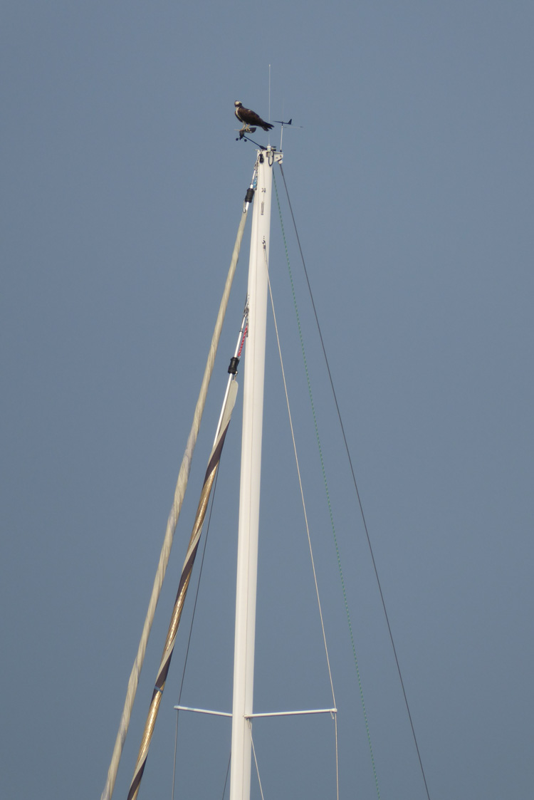 Osprey Waiting for a Meal...Boat outside our window in Linekin Bay