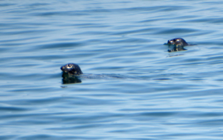 Harbor Seals