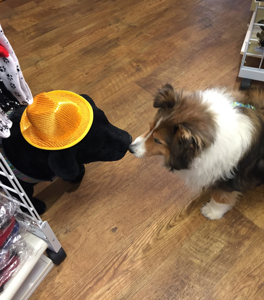 Shopping in St. Augustine