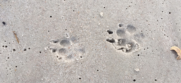 paws in the sand