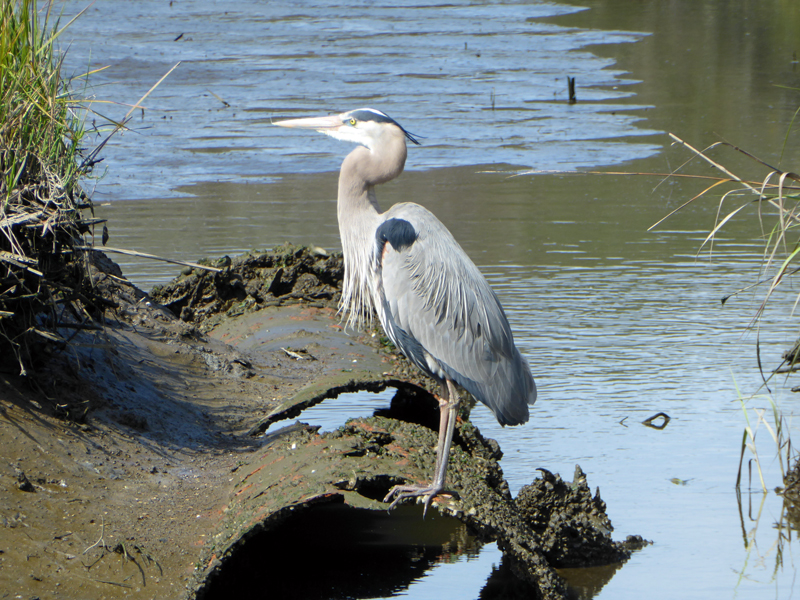 Great Blue Heron