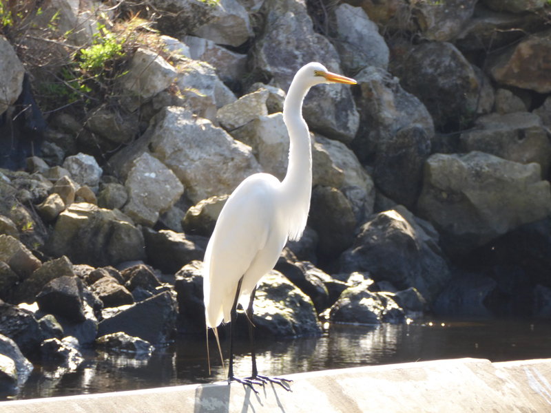 Egret