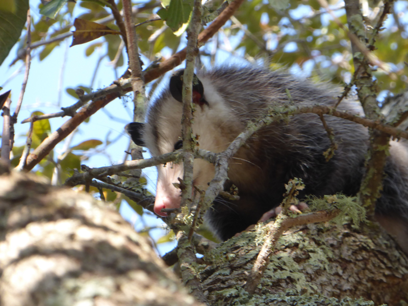 Possum