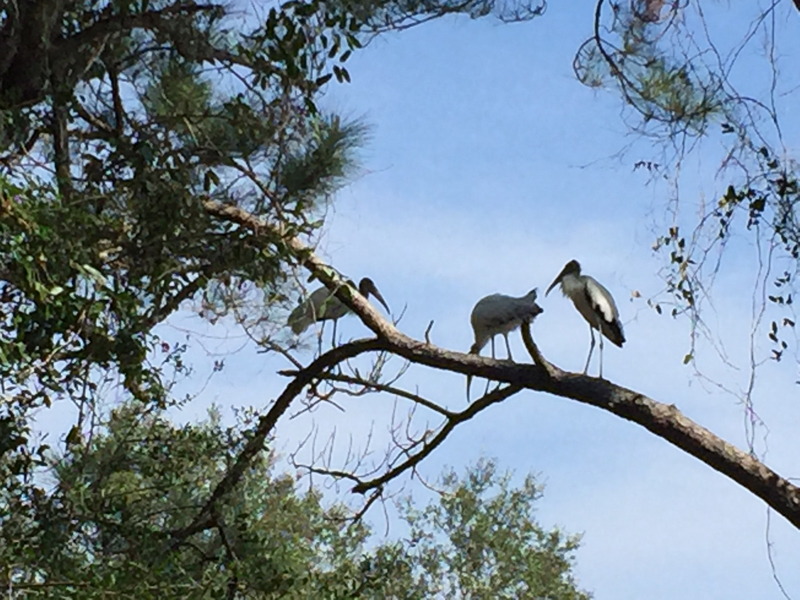 Wood Storks