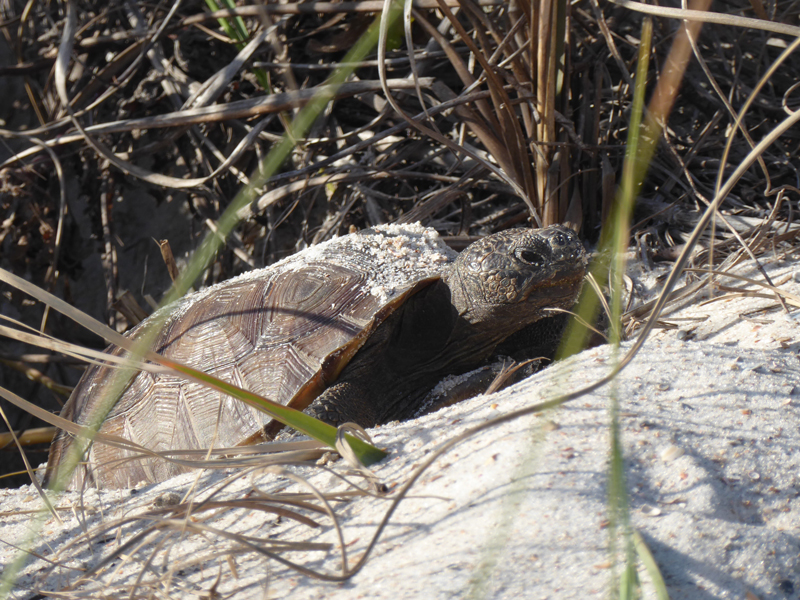 Turtle on Our Beach