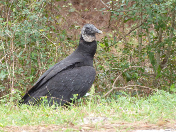 black vulture