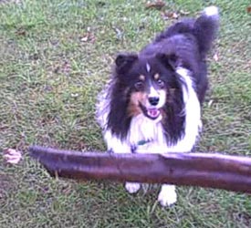 Skye waiting for her stick