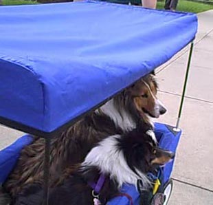 Cooper and Skye in new wagon